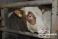 Maststier