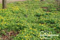 Blumenwiese