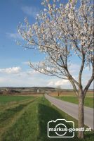 Kirschbaumblüte8