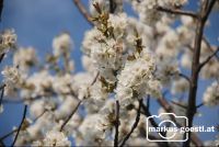 Kirschbaumblüte7