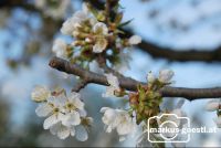 Kirschbaumblüte5