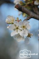 Kirschbaumblüte4