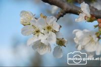 Kirschbaumblüte