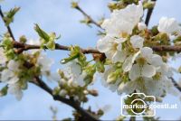 Kirschbaumblüte1