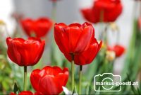Tulpen_Garten5