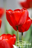 Tulpen_Garten4