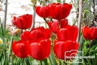 Tulpen_Garten2