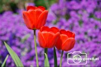 rote_Tulpen1