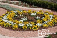 gepflanzte_Blumen