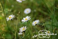 Blumenwiese1