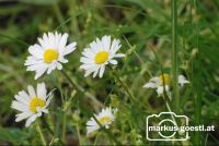 Blumenwiese2