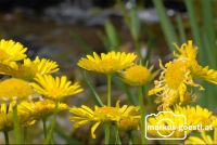 Blumen