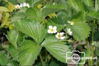 Erdbeerblüte2