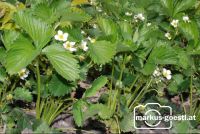 Erdbeerblüte1