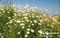Blumen_Straßenrand3