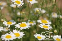Blumen_Straßenrand4