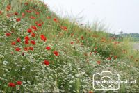 Klatschmohn3