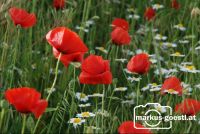 Klatschmohn2