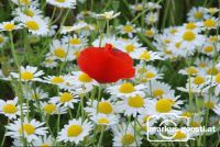 Klatschmohn1
