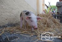 Ferkel_Stroh