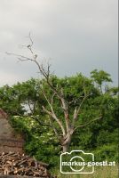 morscher_Baum