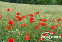 Klatschmohn_Getreide4