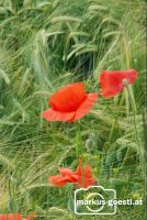 Klatschmohn_Getreide3