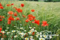 Klatschmohn_Getreide2
