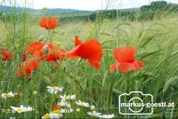 Klatschmohn_Getreide1