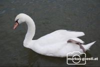 Schwan