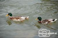 Wildente4