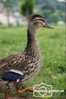 Wildente1