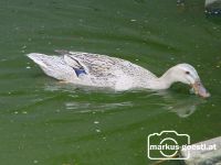Ente