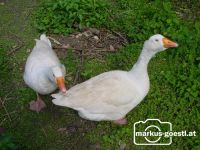 Gänse