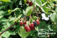 Brombeeren6