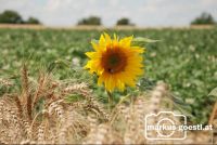 Sonnenblume_Getreide2