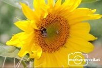 Sonnenblume2