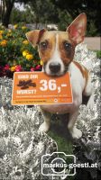 Schild_Hundekot3