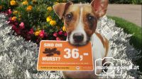 Schild_Hundekot2