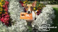 Schild_Hundekot1