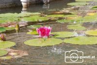 Seerose_Teich