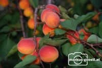 Marillenernte11