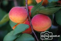 Marillenernte12
