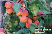 Marillenernte13