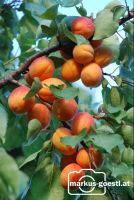 Marillenernte14