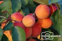 Marillenernte15