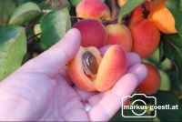 Marillenernte17