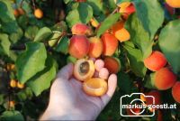 Marillenernte20
