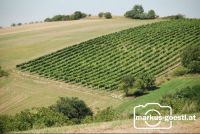 Weinviertel1