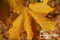 verfärbtes_Blatt4